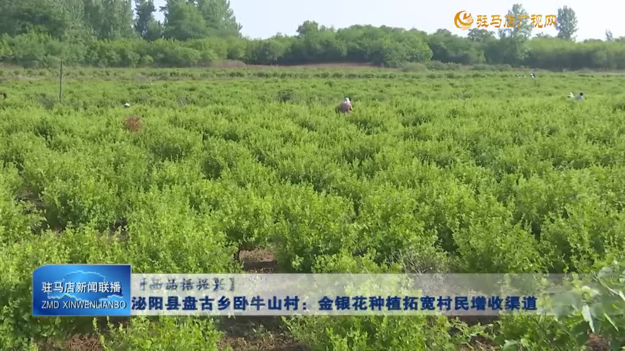 【一村一品话振兴】泌阳县盘古乡卧牛山村：金银花种植拓宽村民增收渠道