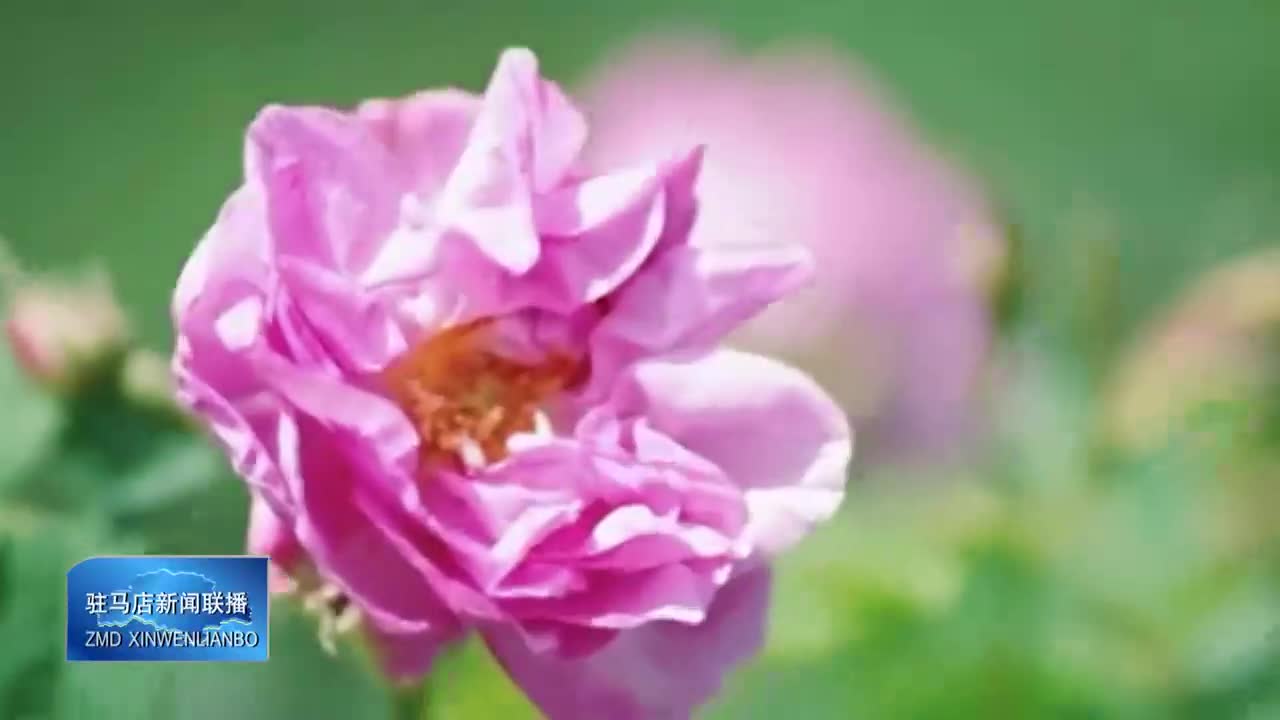 正阳县：千亩玫瑰怒放 花海秘境霸屏朋友圈