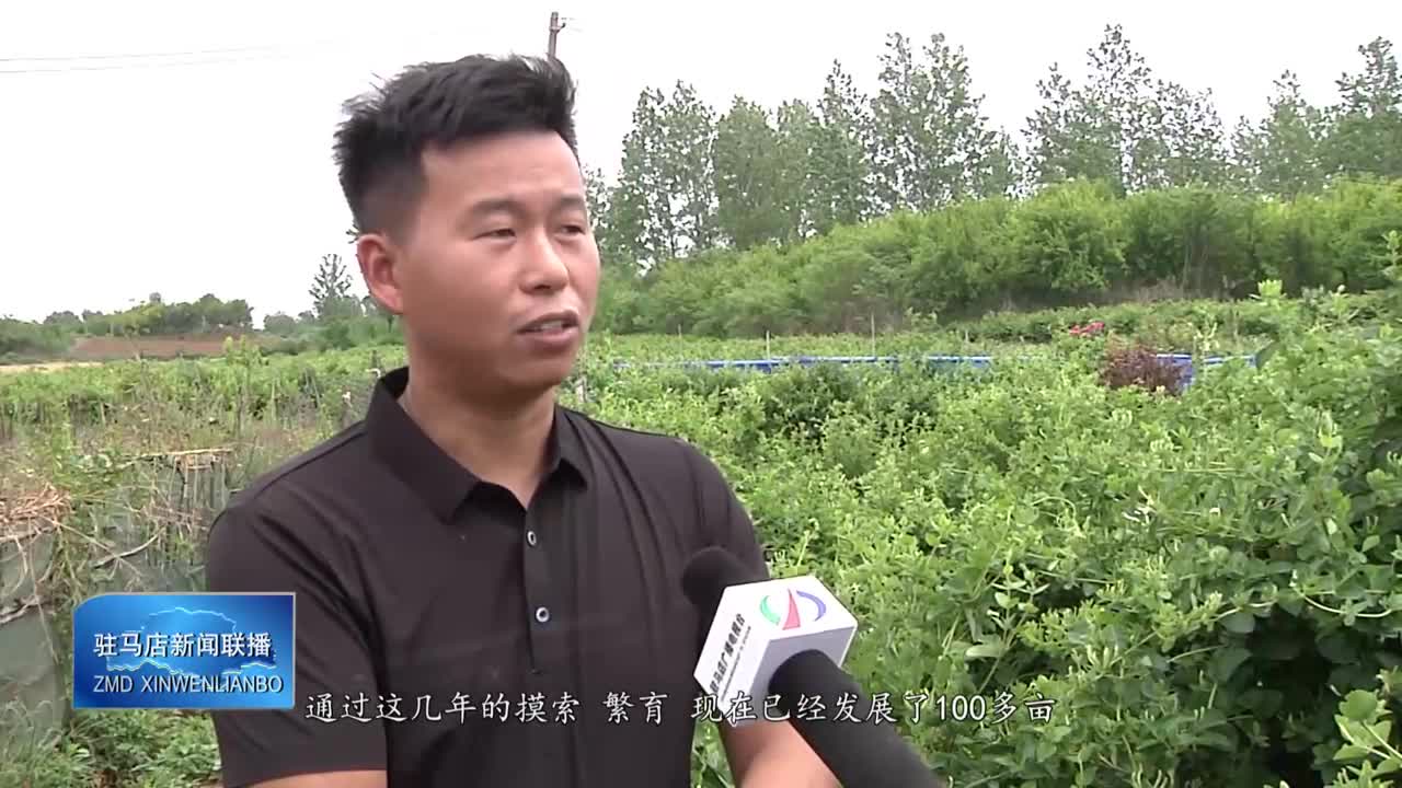 泌阳县盘古乡卧牛山村：金银花种植拓宽村民增收渠道
