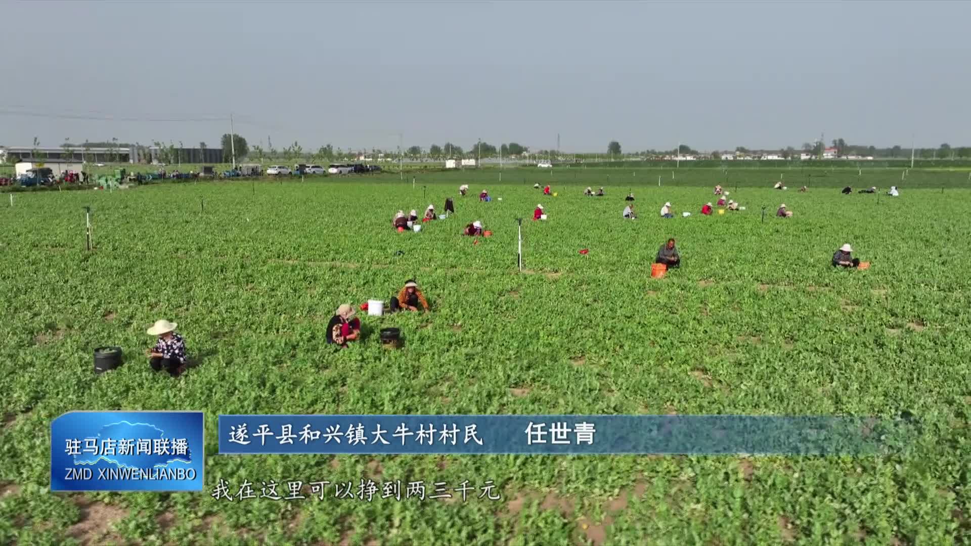 遂平县和兴镇大牛村：豌豆苗种植带动村民就业增收
