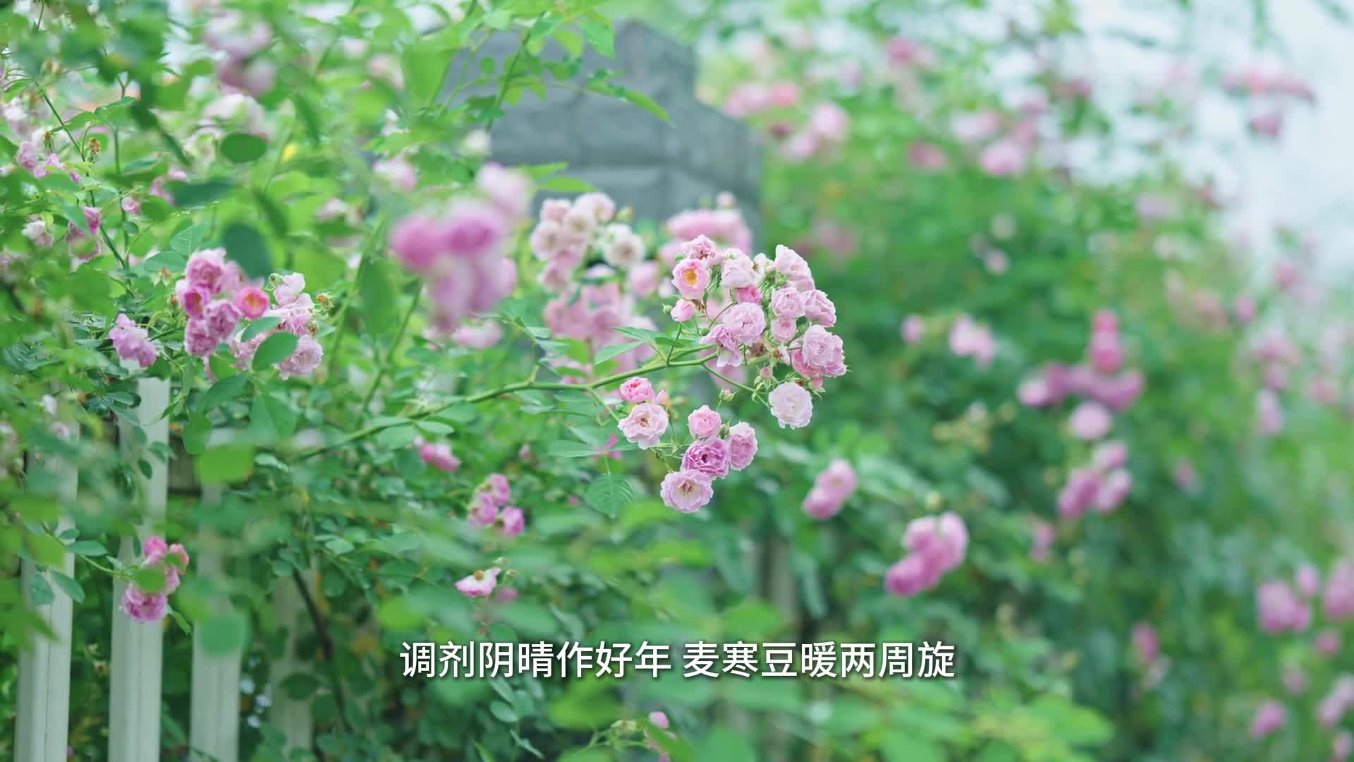 今日小满