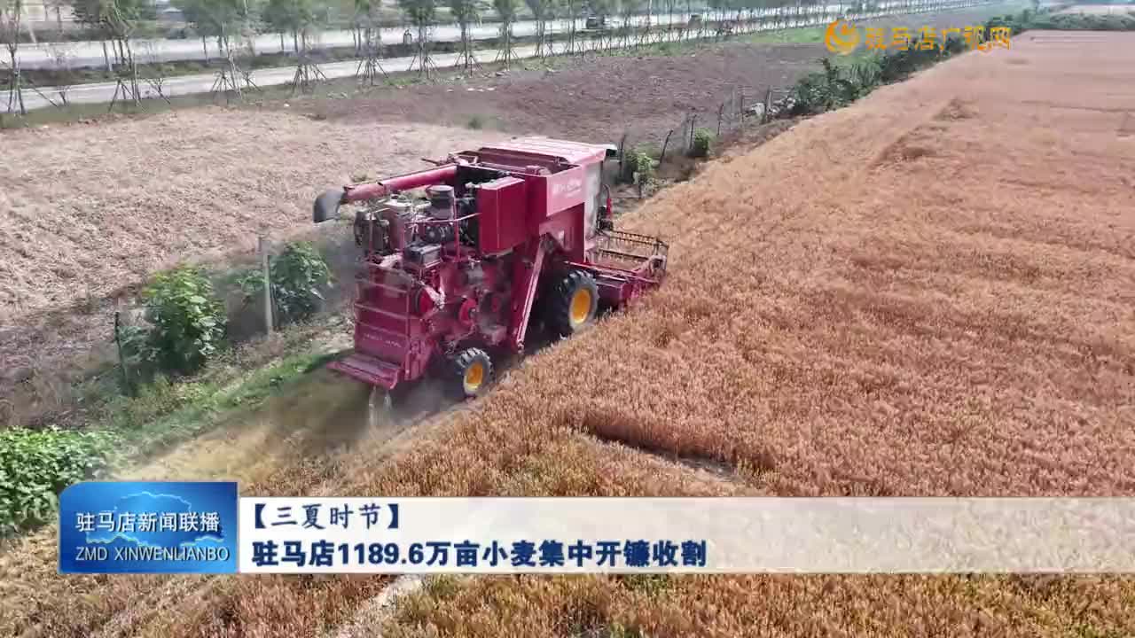 【三夏時(shí)節(jié)】駐馬店1189.6萬畝小麥集中開鐮收割