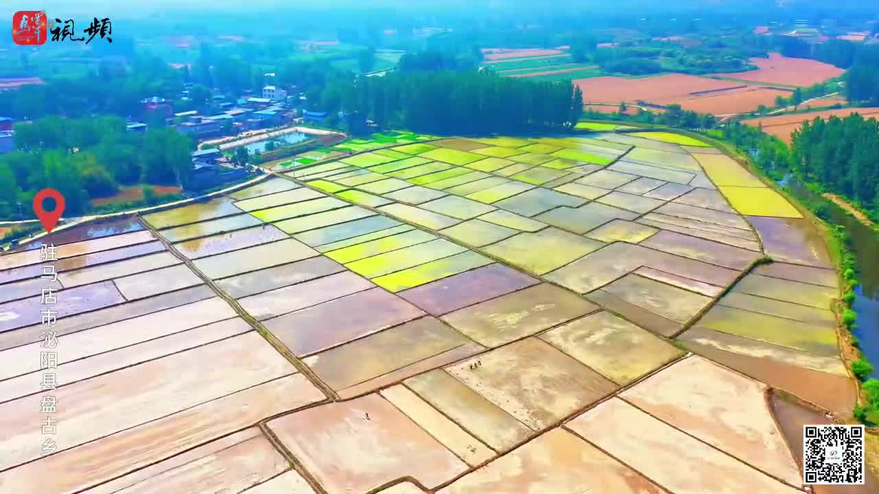 阡陌间如打翻调色盘 插秧忙 待稻香......|《今日驻马店》资讯128期