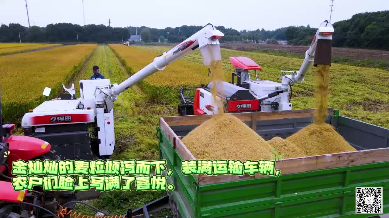 风吹麦浪遍地黄 颗粒归仓丰收忙