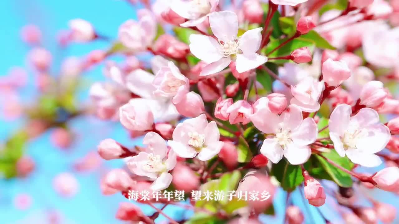 焦海涛《海棠望》