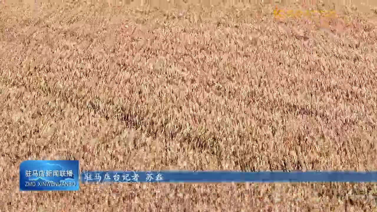 【大美天中】收麥子啦
