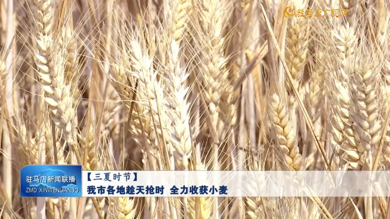 【三夏時節(jié)】我市各地趁天搶時 全力收獲小麥