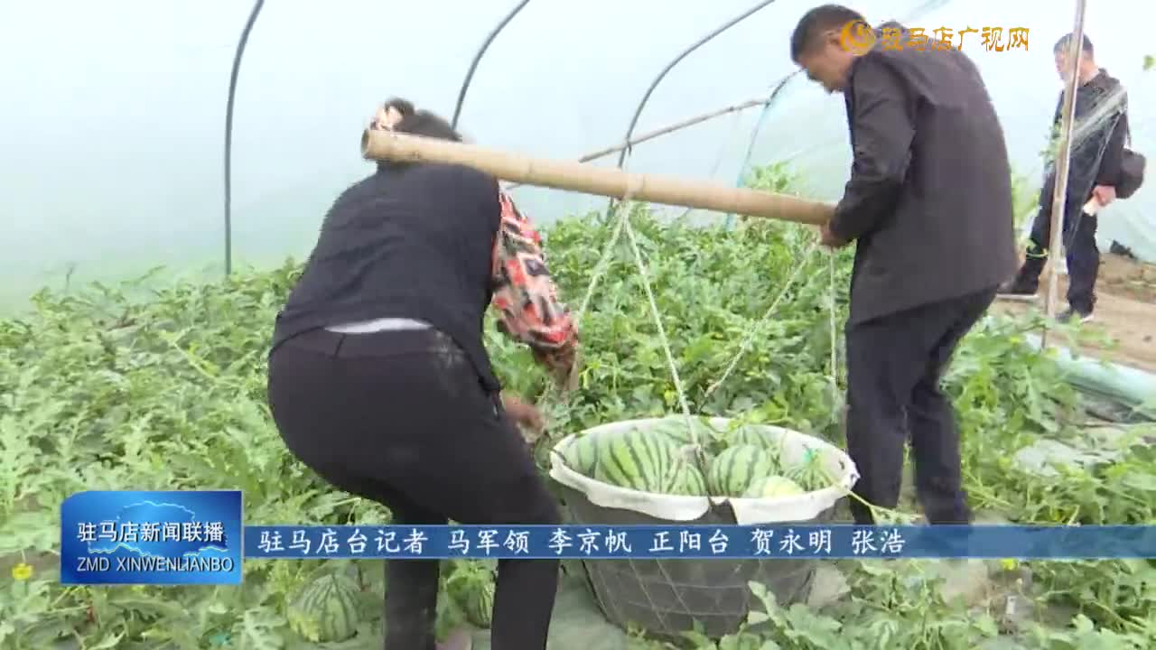 【一村一品话振兴】正阳县兰青镇潘店村：大棚西瓜成为村民增收的“金瓜