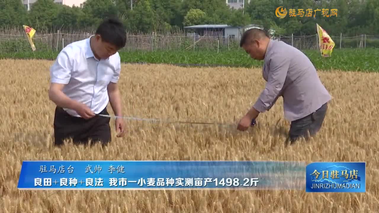良田＋良種＋良法 我市一小麥品種實(shí)測(cè)畝產(chǎn)1498.2斤