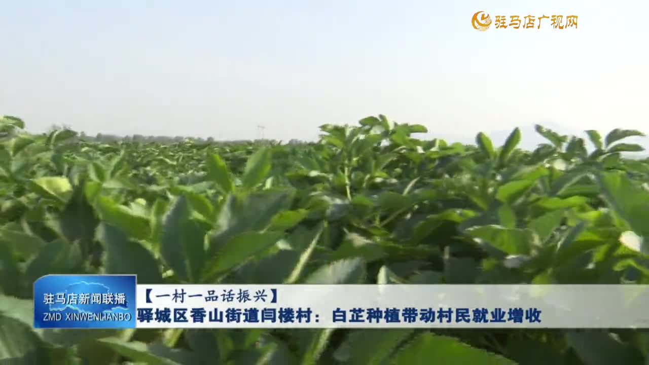 【一村一品话振兴】驿城区香山街道闫楼村：白芷种植带动村民就业增收