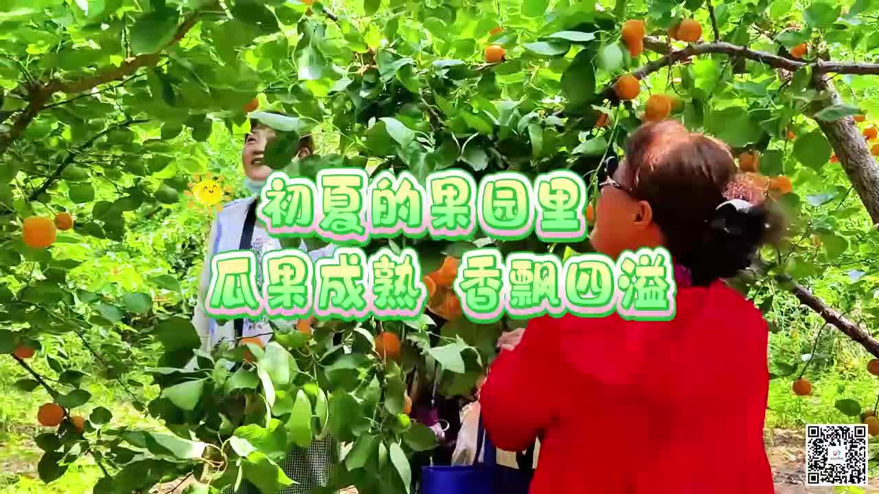 初夏的果园里 瓜果成熟 香飘四溢