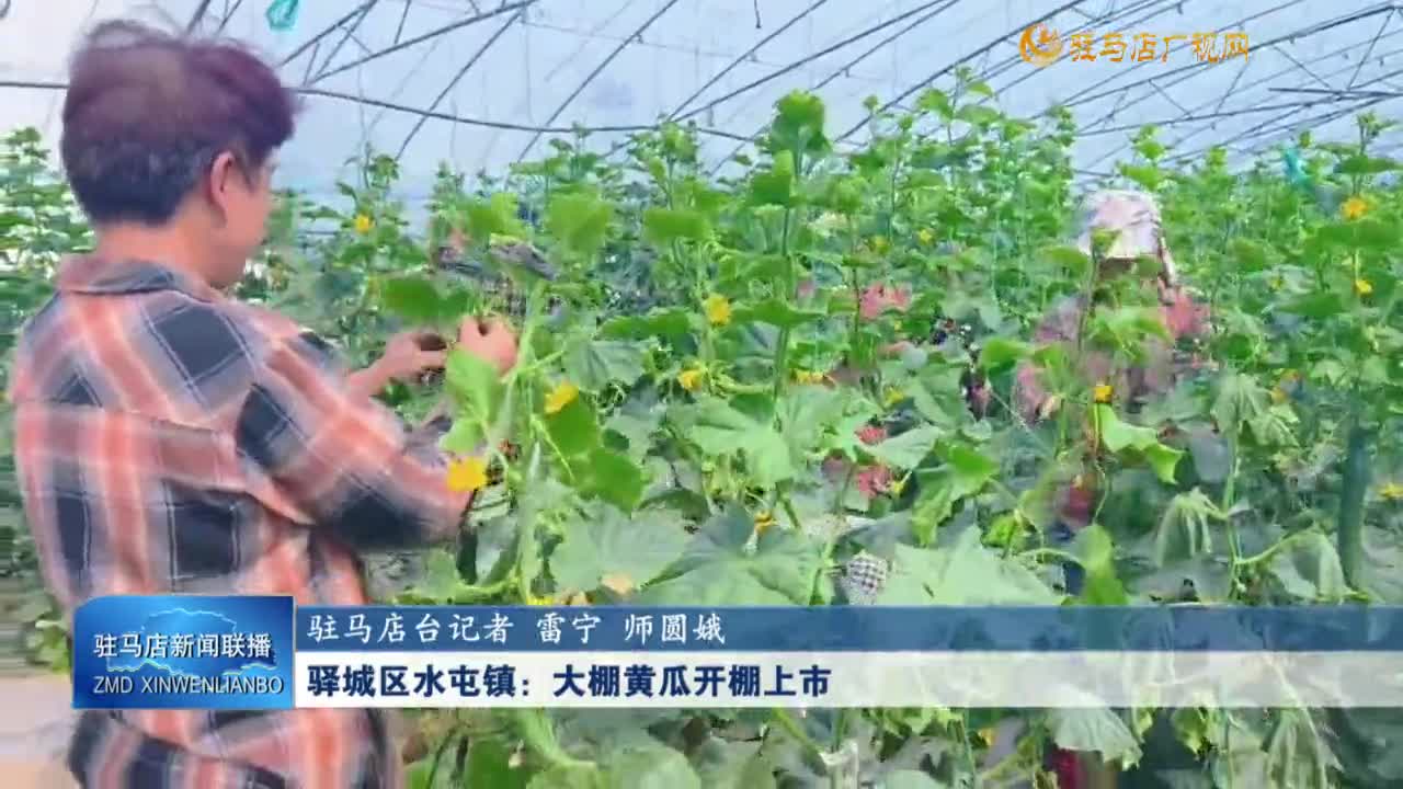 驛城區(qū)水屯鎮(zhèn)：大棚黃瓜開棚上市