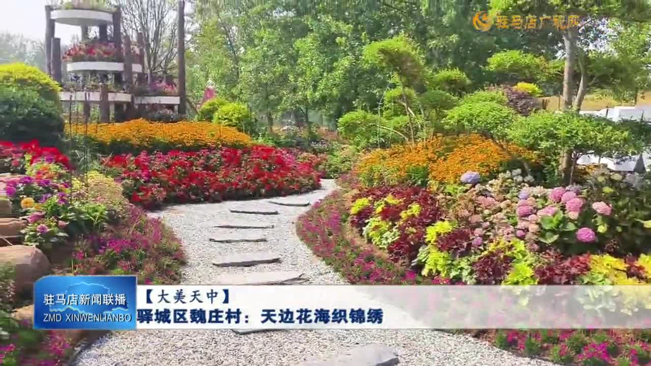 【大美天中】驛城區(qū)魏莊村：天邊花海織錦繡