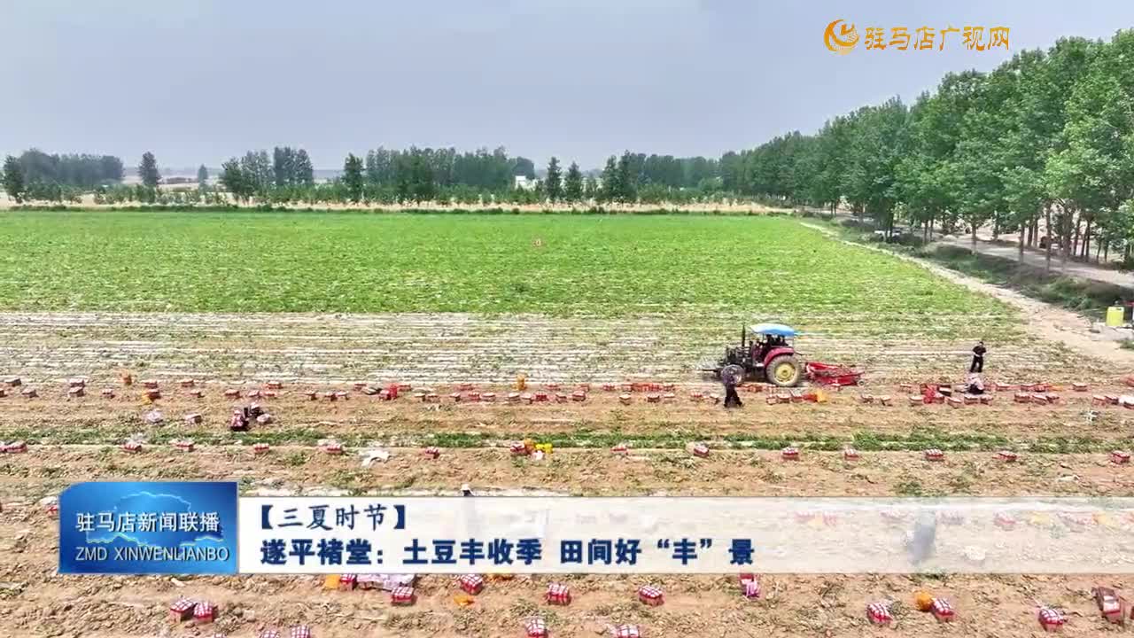【三夏时节】遂平褚堂：土豆丰收季 田间好“丰”景
