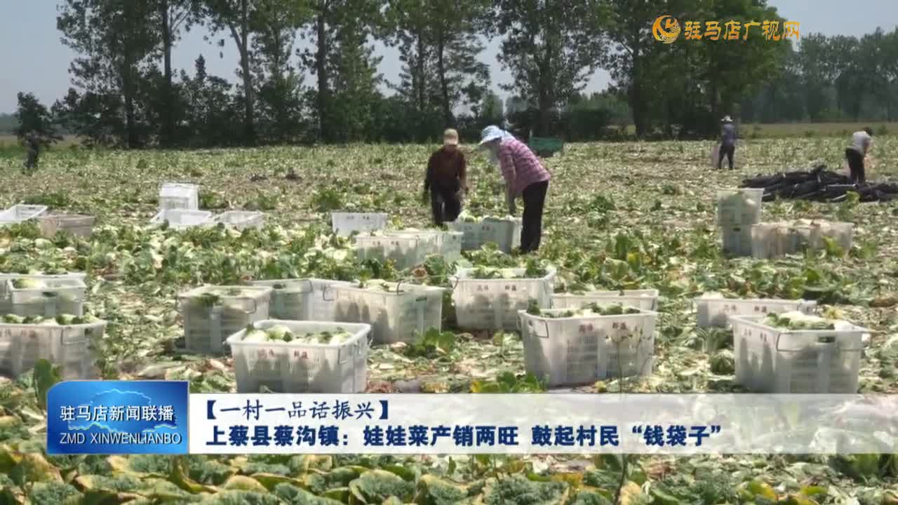 【一村一品话振兴】上蔡县蔡沟镇：娃娃菜产销两旺 鼓起村民“钱袋子”