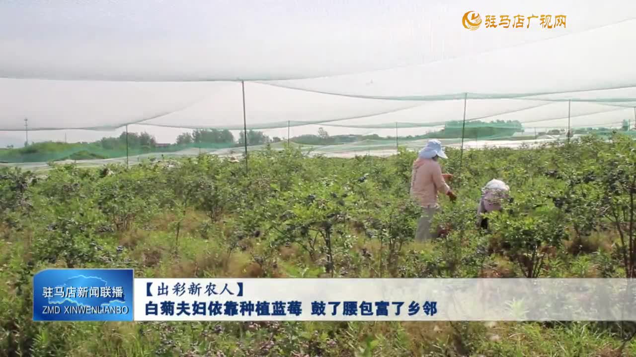 【出彩新农人】白菊夫妇依靠种植蓝莓 鼓了腰包富了乡邻