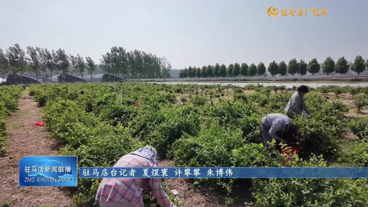 【一村一品話振興】汝南縣金鋪鎮(zhèn)：金銀花種植拓寬群眾增收渠道
