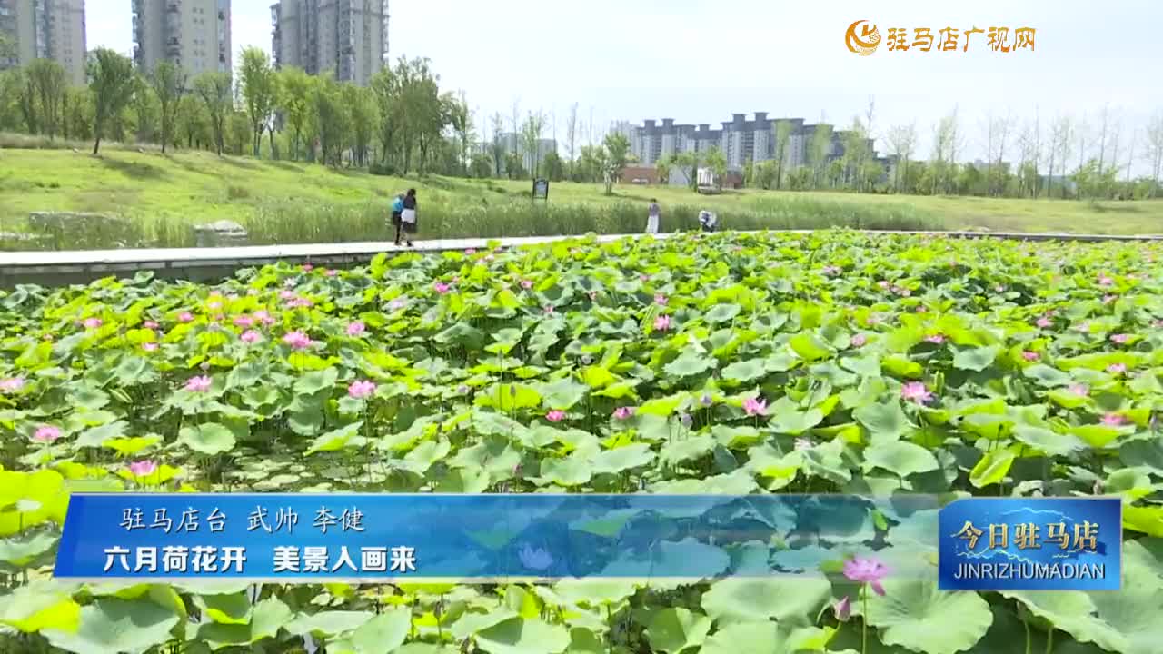 六月荷花開(kāi)?美景入畫(huà)來(lái)