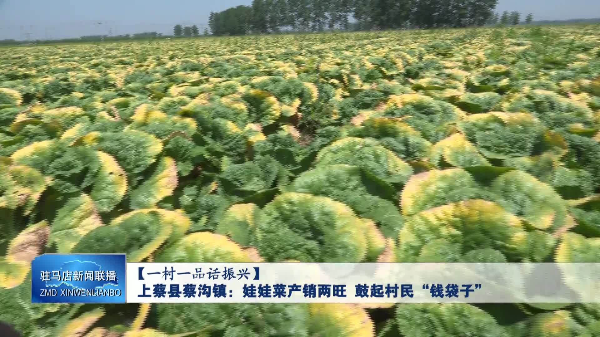 	 上蔡縣蔡溝鎮(zhèn)：娃娃菜產(chǎn)銷(xiāo)兩旺 鼓起村民“錢(qián)袋子