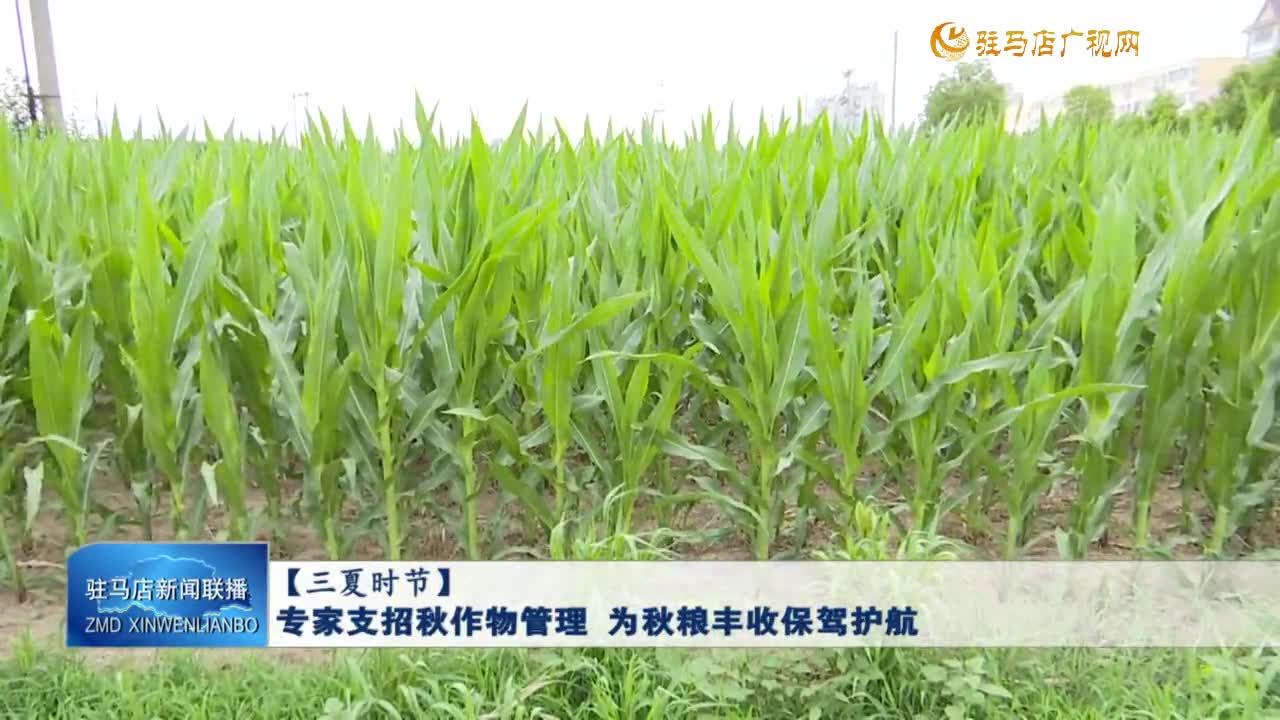 【三夏時節(jié)】專家支招秋作物管理 為秋糧豐收保駕護航