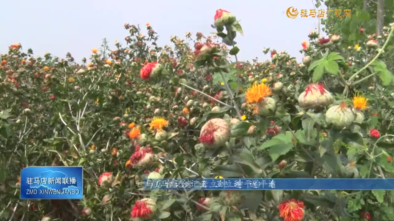 【一村一品話振興】遂平縣和興鎮(zhèn)：紅花成為村民的“致富花”