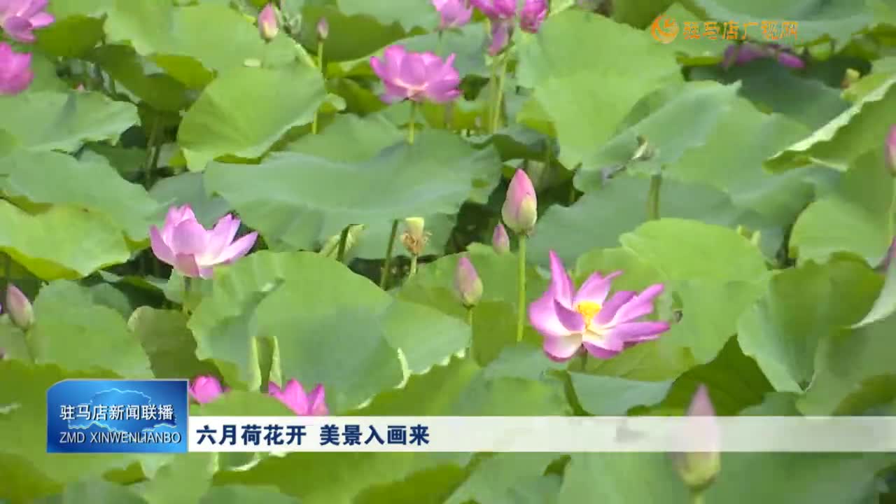 六月荷花開 美景入畫來