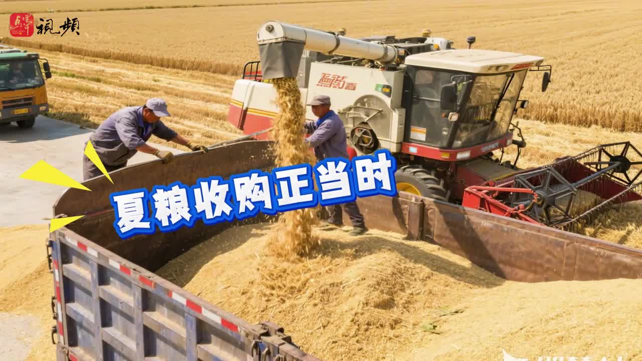 机声轰鸣！驻马店夏粮收购现场“热”翻天......|《今日驻马店》第136期