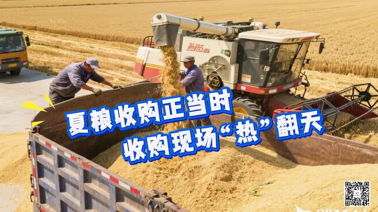夏粮收购正当时 收购现场“热”翻天