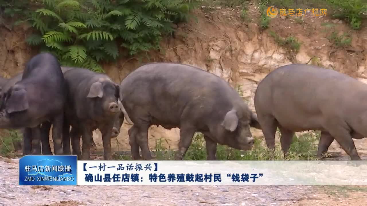 【一寸一品話振興】確山縣任店鎮(zhèn)：特色養(yǎng)殖鼓起村民“錢袋子”