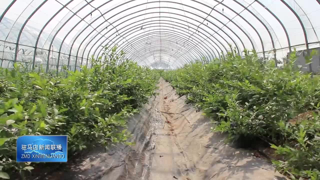 白菊夫妇依靠种植蓝莓 鼓了腰包富了乡邻