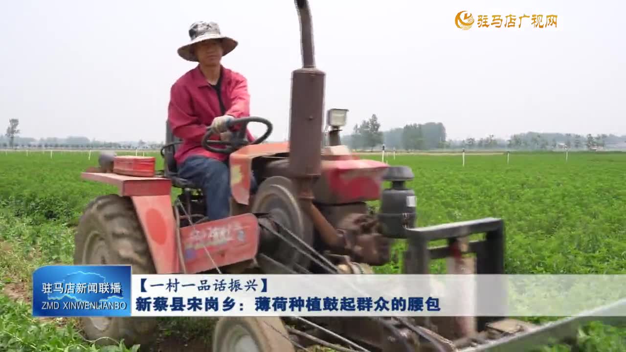 【一村一品話振興】新蔡縣宋崗鄉(xiāng)：薄荷種植鼓起群眾的腰包