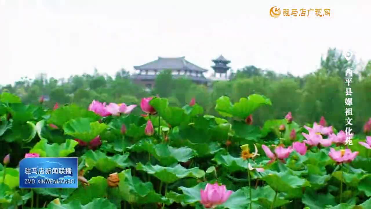 【大美天中】荷花绽放 幽香满塘