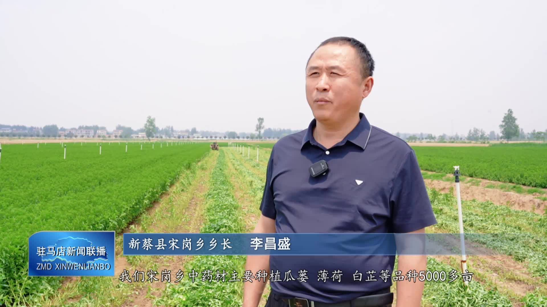 新蔡县宋岗乡：薄荷种植鼓起群众的腰包