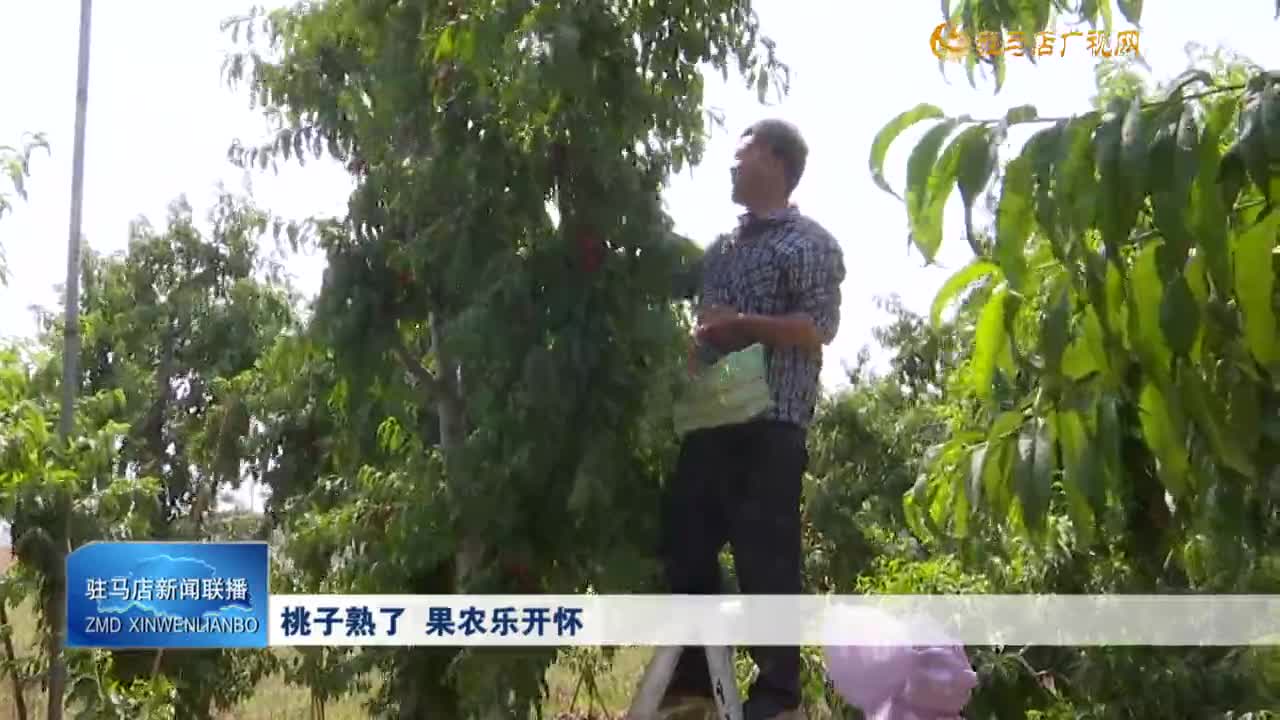 桃子熟了 果农乐开怀