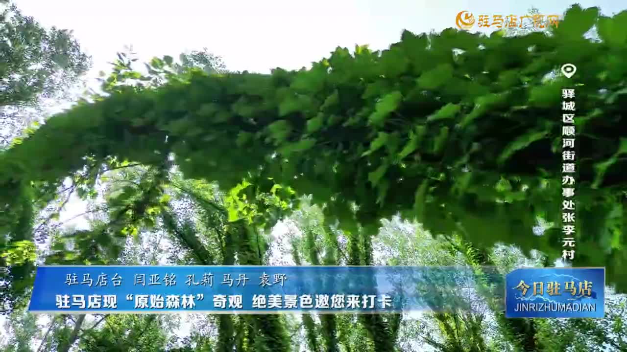 駐馬店現(xiàn)“原始森林”奇觀 絕美景色邀您來打卡