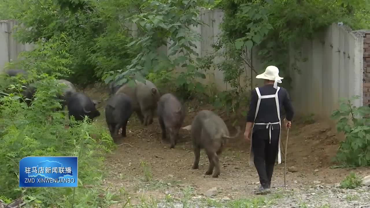 确山县任店镇：特色养殖鼓起村民“钱袋子”