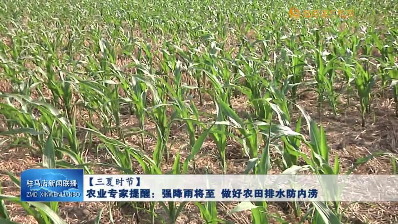 【三夏时节】农业专家提醒：强降雨将至 做好农田排水防内涝
