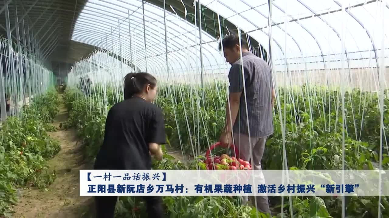 正阳县新阮店乡万马村：有机果蔬种植 激活乡村振兴“新引擎