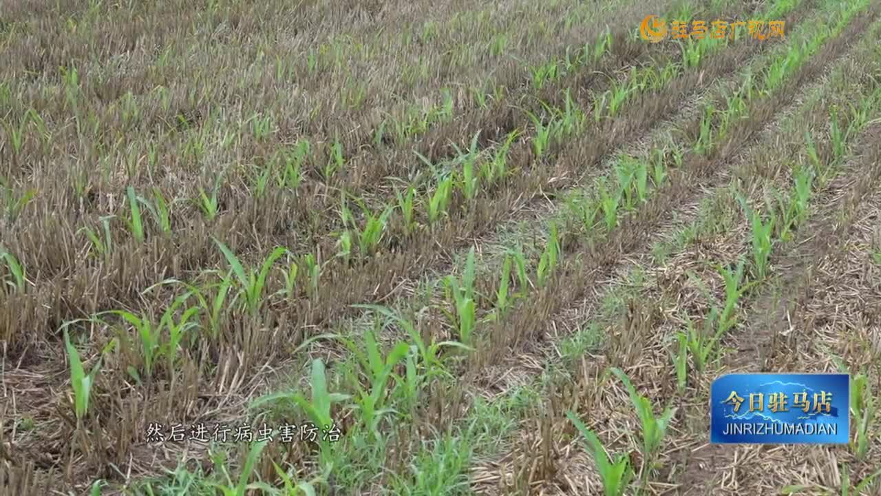 駐馬店：農(nóng)技人員指導農(nóng)戶做好雨后田間管理