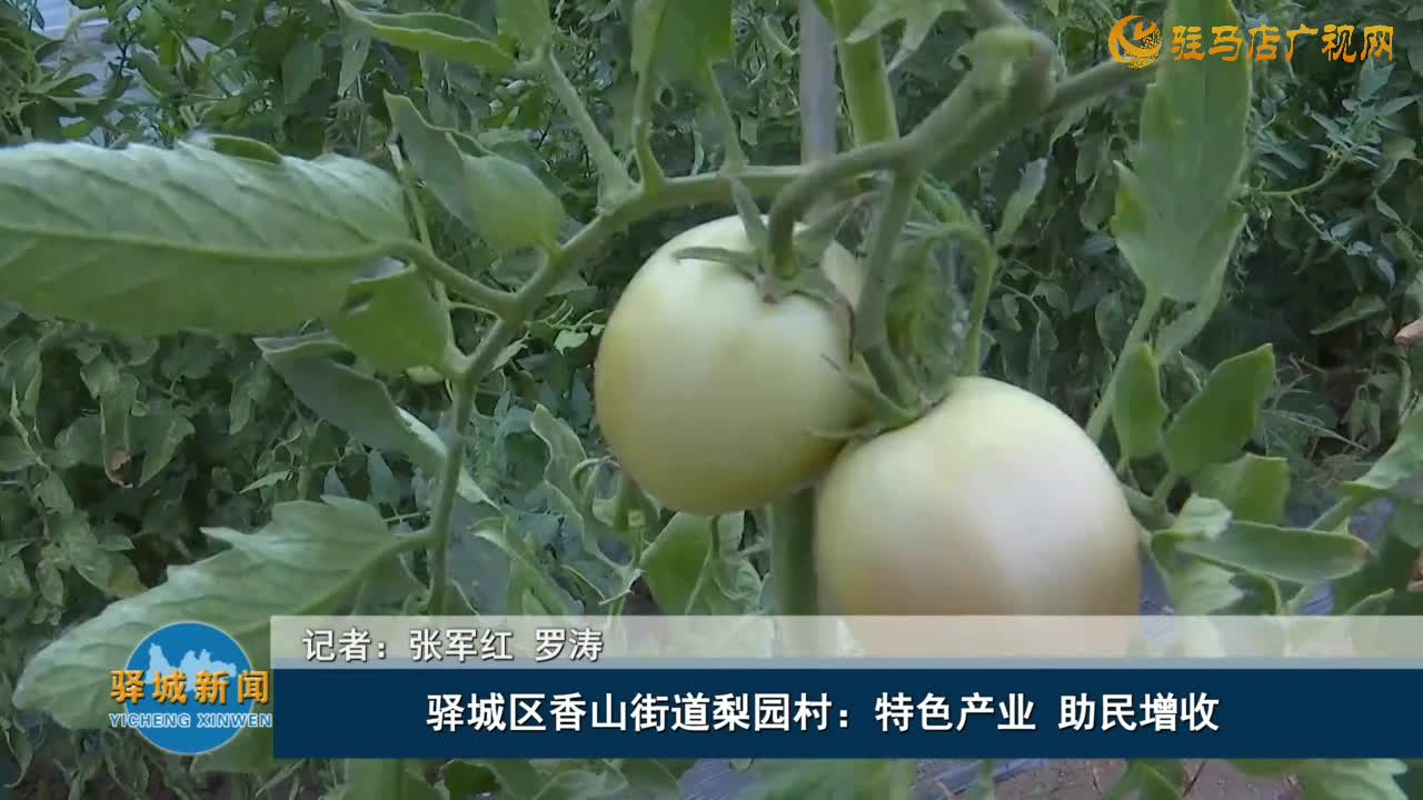 驛城區(qū)香山街道梨園村：特色產(chǎn)業(yè) 助民增收