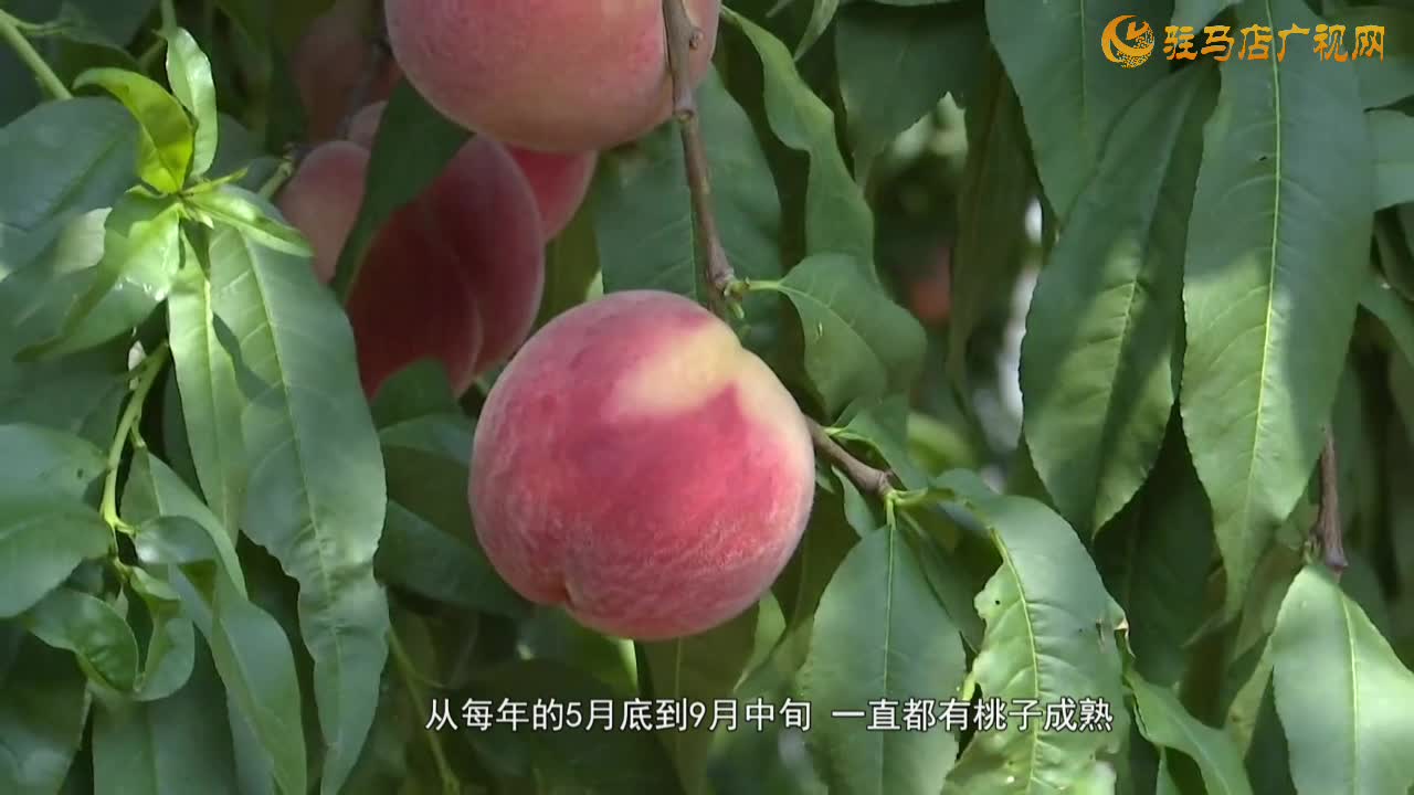 桃子熟了 果农乐开怀