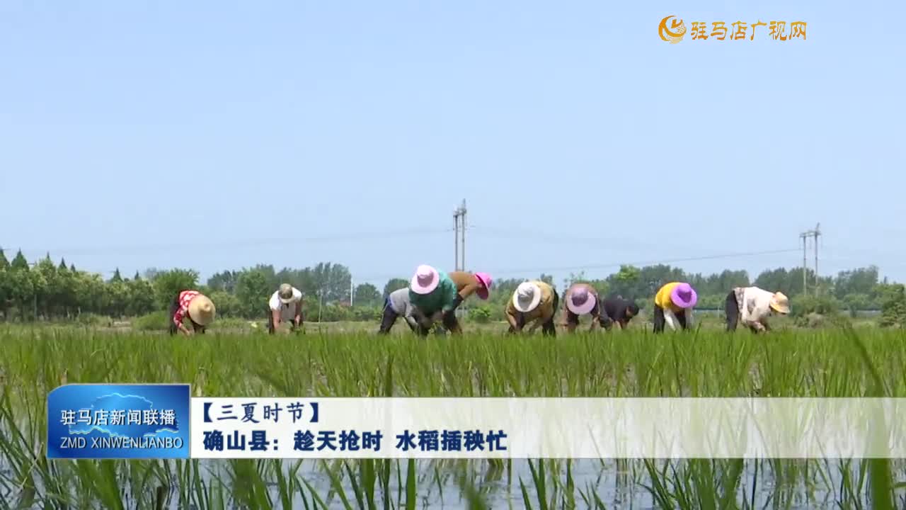 【三夏時(shí)節(jié)】確山縣：趁天搶時(shí) 水稻插秧忙
