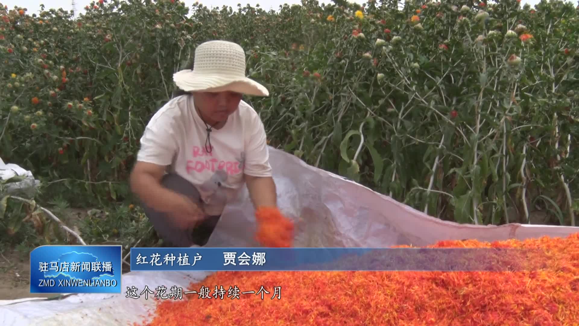 遂平县和兴镇：红花成为村民的“致富花”