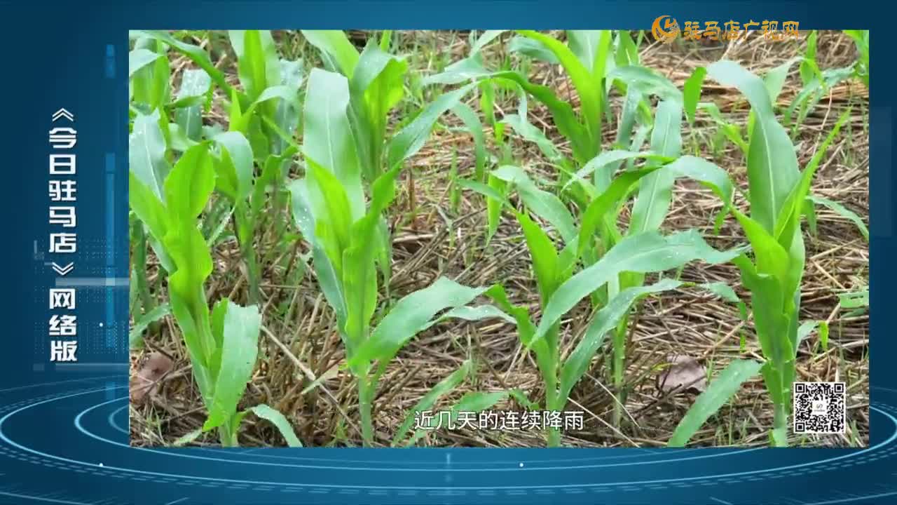 2025.06.25——《今日驻马店》网络版