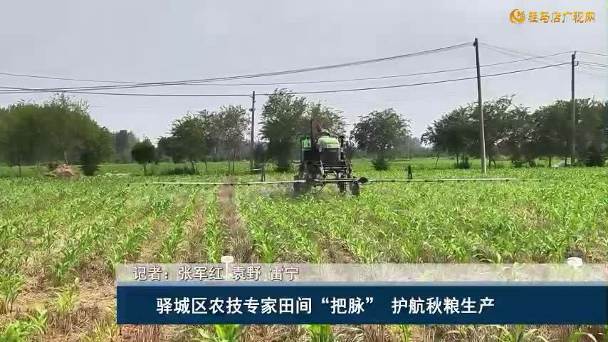驿城区农技专家田间“把脉” 护航秋粮生产