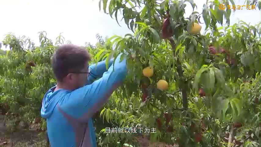 驿城区迎来鲜桃采摘季  特色农业助农增收