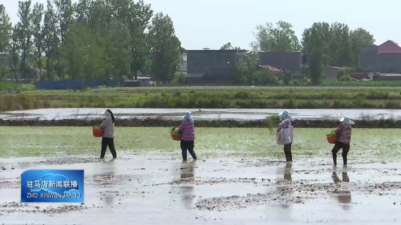 确山县：趁天抢时 水稻插秧忙