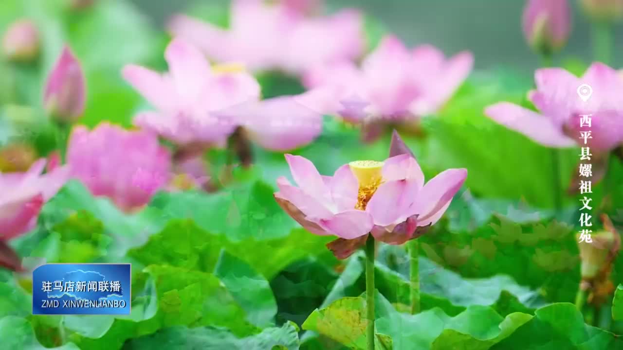 西平嫘祖苑荷花綻放 幽香滿塘