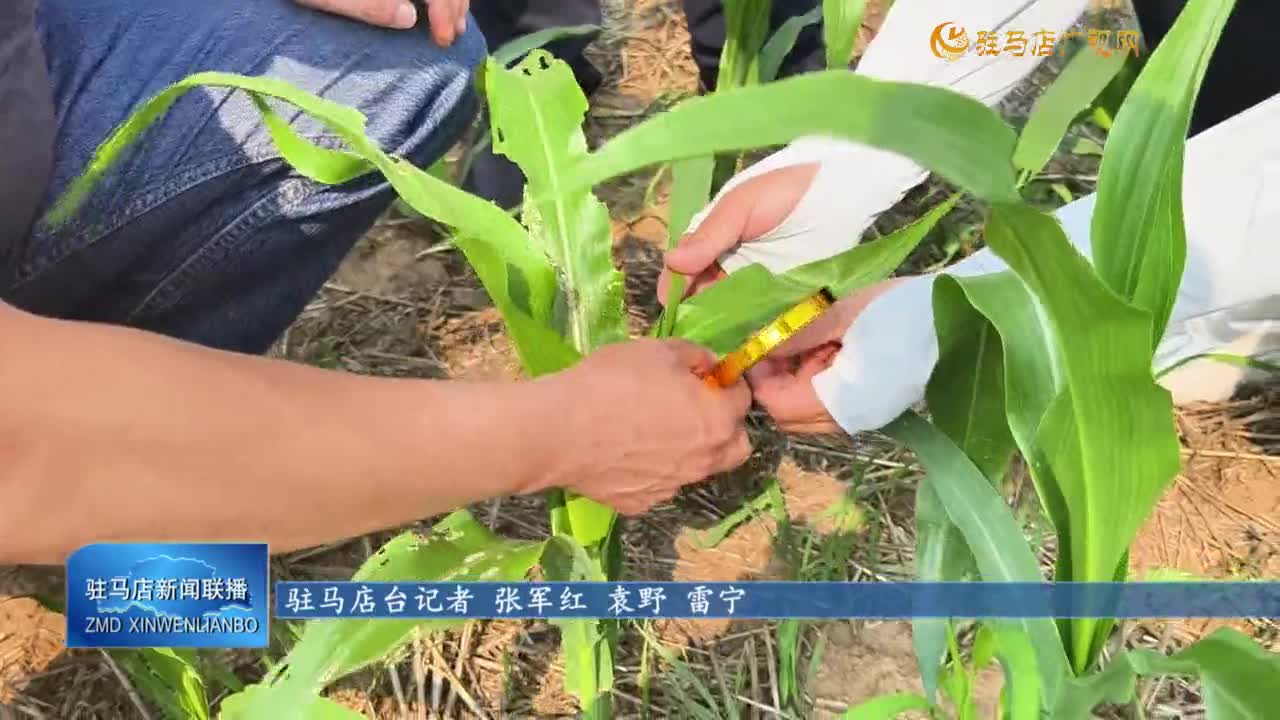 【三夏時節(jié)】驛城區(qū)：農(nóng)技專家田間“把脈” 護航秋糧生產(chǎn)