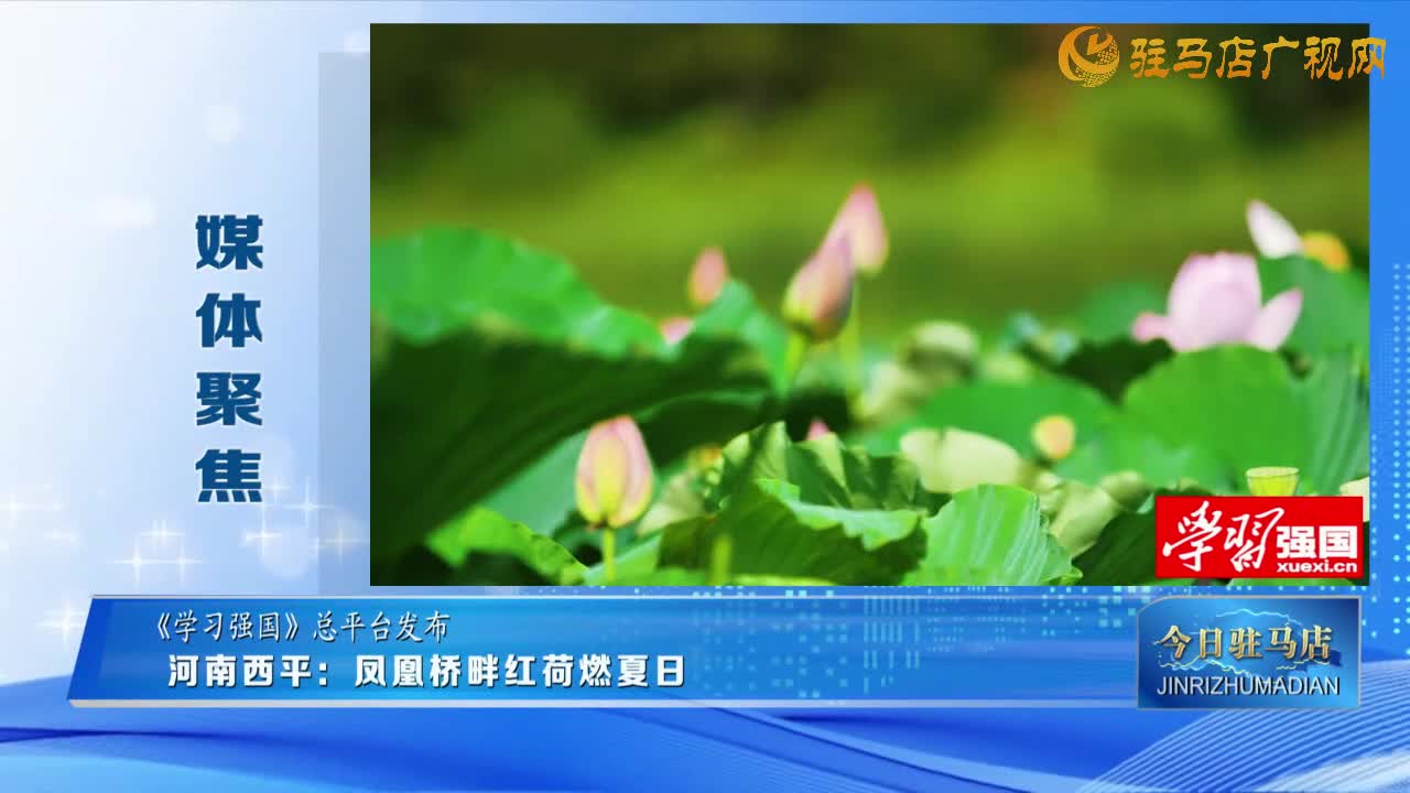 【媒 体 聚 焦】河南西平:凤凰桥畔红荷燃夏日......